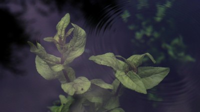 05 Nives Sertić - Na izvoru, Ombla (video still) 2018.jpg